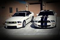 Do you like white Mustangs?-trial1.jpg