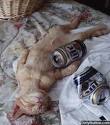Name:  drunk cat.jpg
Views: 287
Size:  3.9 KB