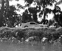 Georgia Member List and location-bw-mustang-down-by-the-river.jpg