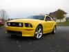 MN Mustang's Avatar