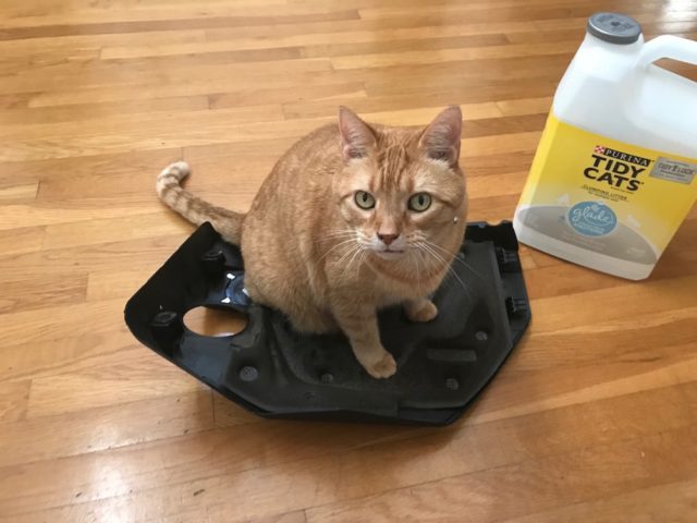 This cat isn't afraid of a plastic engine cover.